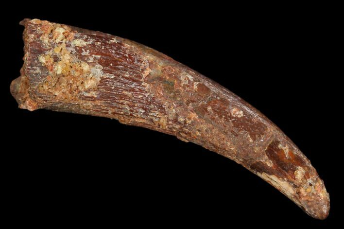 Fossil Pterosaur (Siroccopteryx) Tooth - Morocco #127694